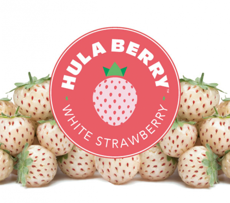Pacific Plug & Liner – Hula Berry