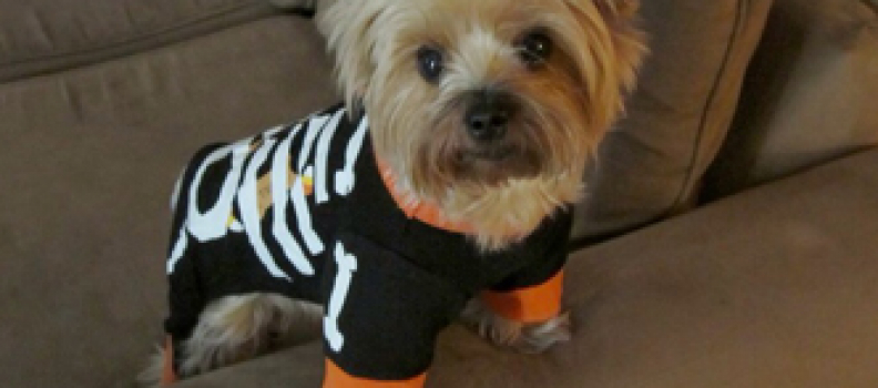 BOO!-tesMeron Sweet Costume Design